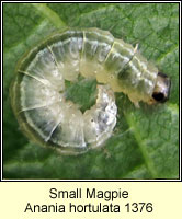 Anania hortulata, Small Magpie