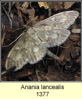 Perinephela lancealis