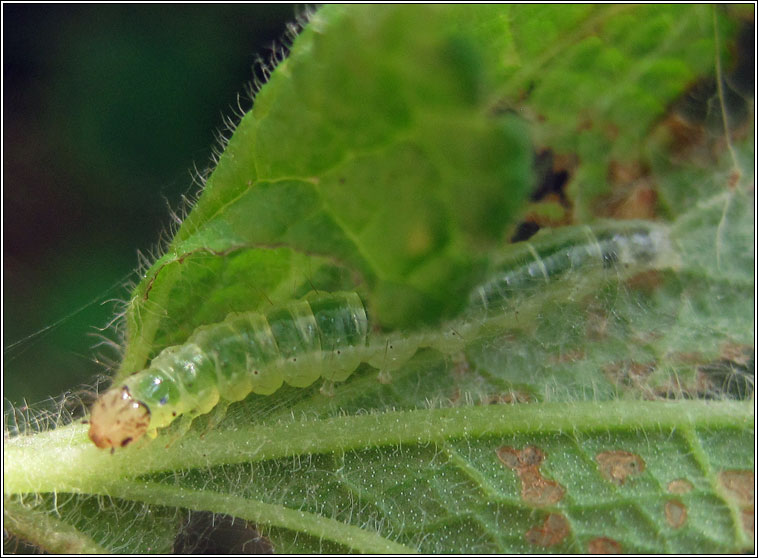 Perinephela lancealis