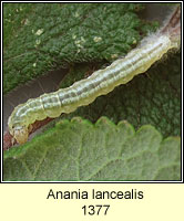 Perinephela lancealis