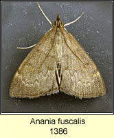 Opsibotys fuscalis