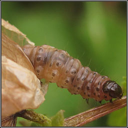 Anania fuscalis