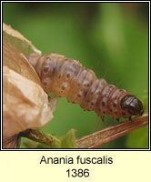 Anania fuscalis, Opsibotys fuscalis