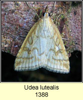 Udea lutealis