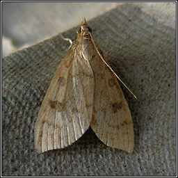 Udea lutealis