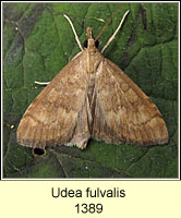 Udea fulvalis