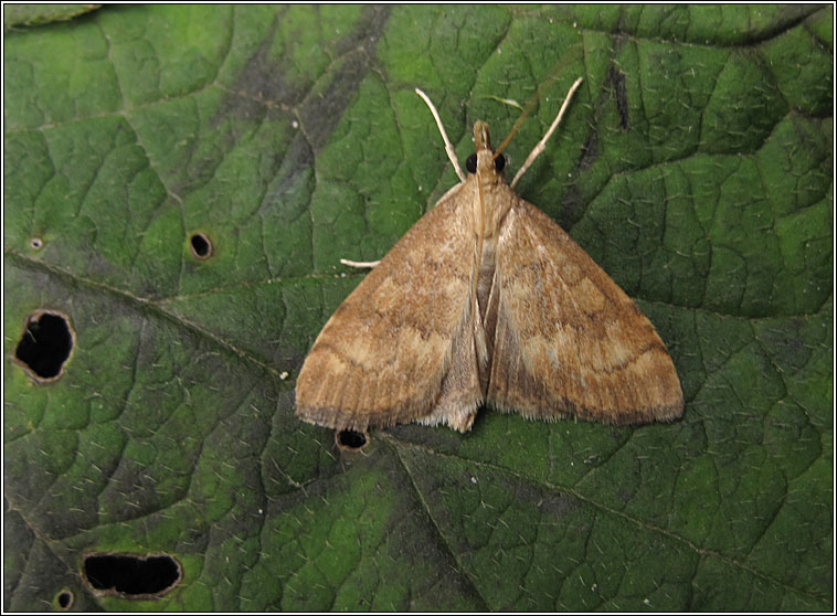 Udea fulvalis