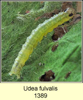 Udea fulvalis