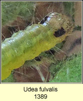 Udea fulvalis