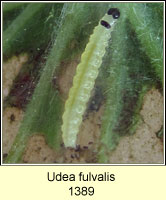 Udea fulvalis