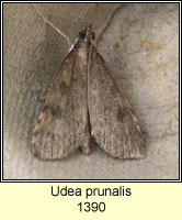 Udea prunalis