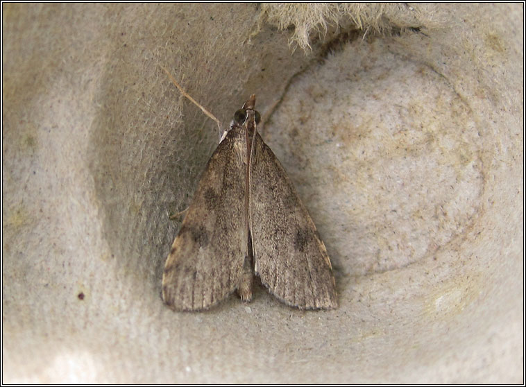 Udea prunalis