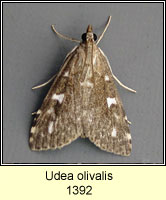 Udea olivalis