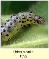 Udea olivalis