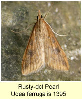 Rusty-dot Pearl, Udea ferrugalis