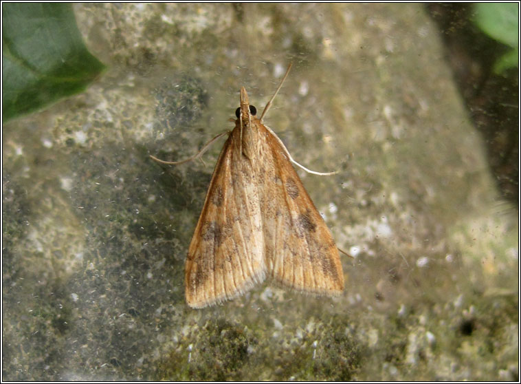 Rusty-dot Pearl, Udea ferrugalis