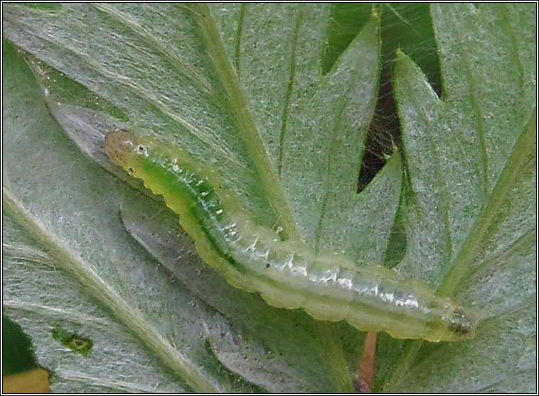 Rusty-dot Pearl, Udea ferrugalis