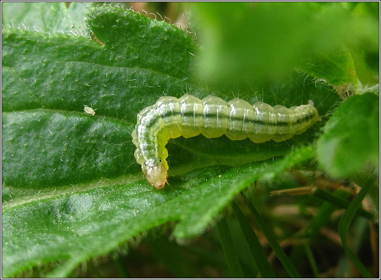 Rusty-dot Pearl, Udea ferrugalis