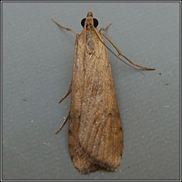 Rush Veneer, Nomophila noctuella