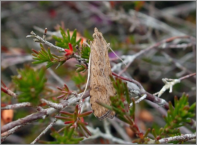 Rush Veneer, Nomophila noctuella