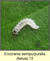 Eriocrania semipurpurella