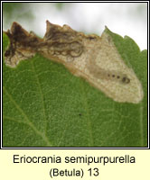 Eriocrania semipurpurella