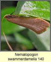 Nematopogon swammerdamella 