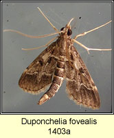 Duponchelia fovealis