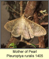 Mother of Pearl, Pleuroptya ruralis