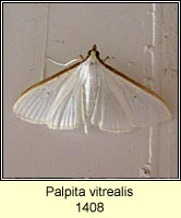 Palpita vitrealis