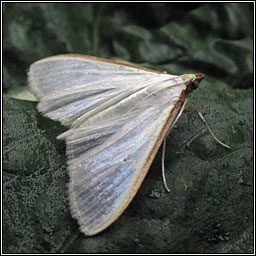 Palpita vitrealis