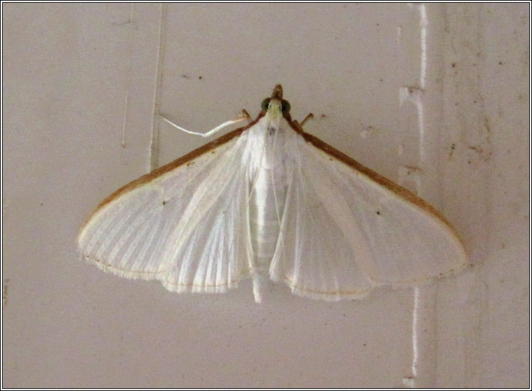 Palpita vitrealis