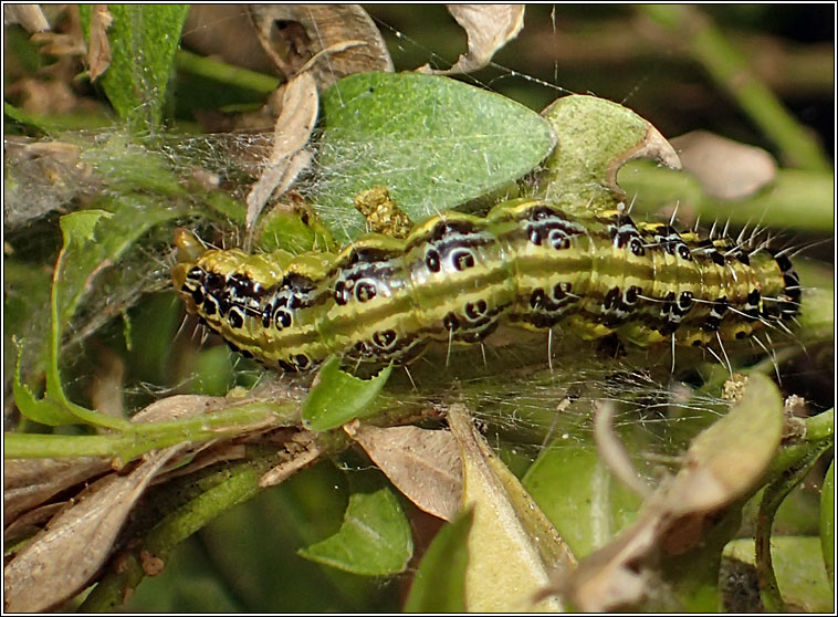 Box-tree Moth, Cydalima perspectalis