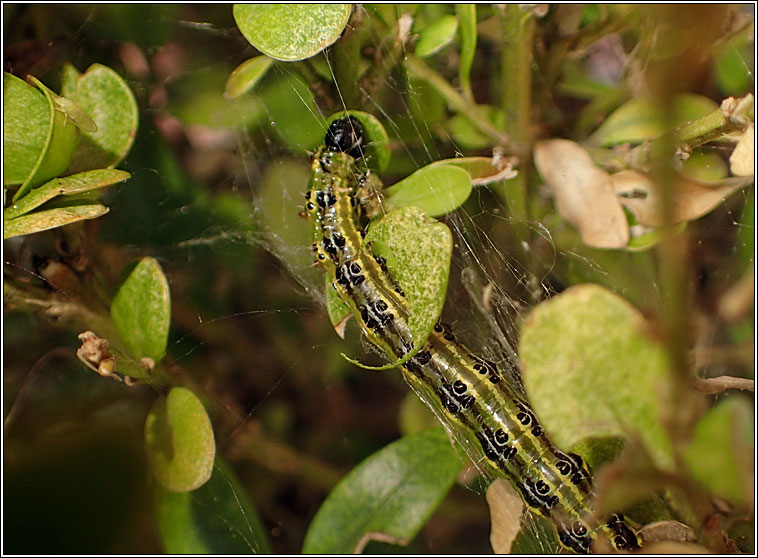 Box-tree Moth, Cydalima perspectalis