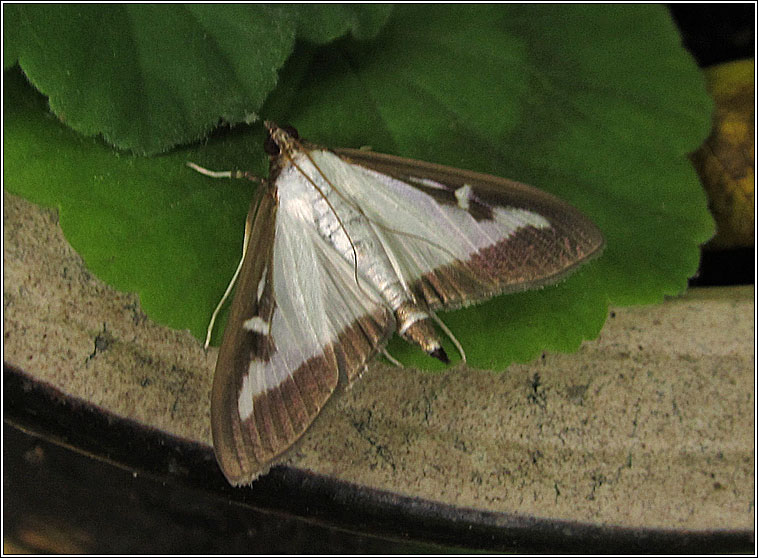 Box-tree Moth, Cydalima perspectalis