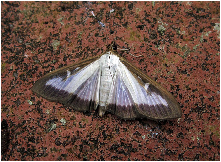 Box-tree Moth, Cydalima perspectalis