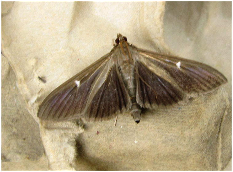 Box-tree Moth, Cydalima perspectalis