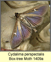 Box-tree Moth, Cydalima perspectalis