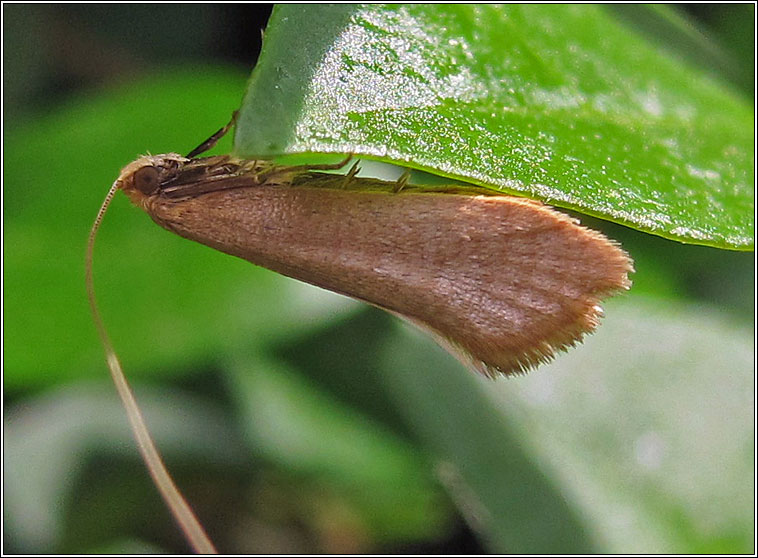 Nematopogon swammerdamella