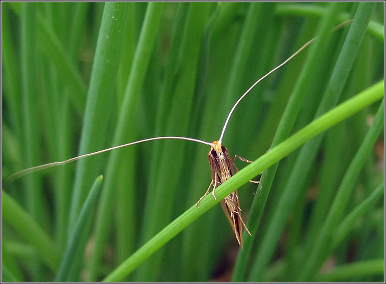 Nematopogon swammerdamella