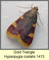 Hypsopygia costalis, Gold Triangle