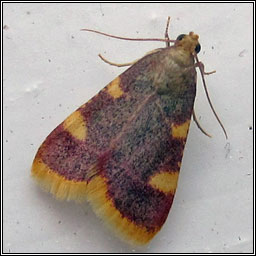 Gold Triangle, Hypsopygia costalis