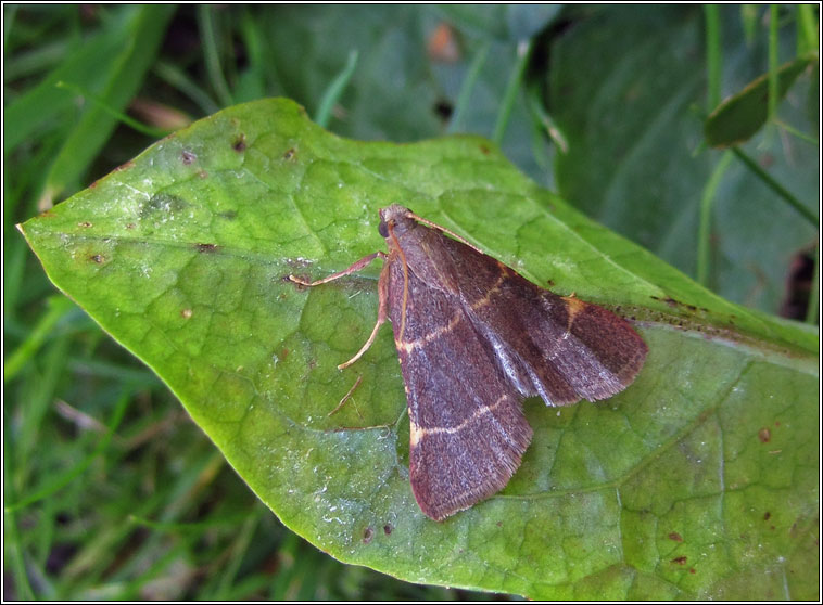 Orthopygia glaucinalis