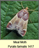 Meal Moth, Pyralis farinalis