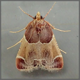 Meal Moth, Pyralis farinalis