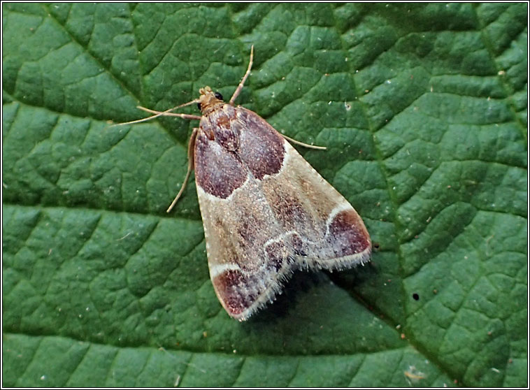 Meal Moth, Pyralis farinalis