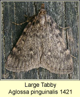 Large Tabby, Aglossa pinguinalis