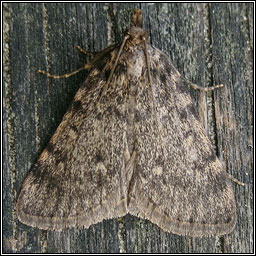 Large Tabby, Aglossa pinguinalis