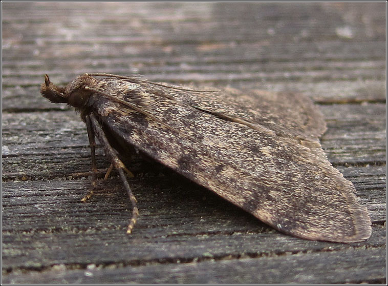 Large Tabby, Aglossa pinguinalis