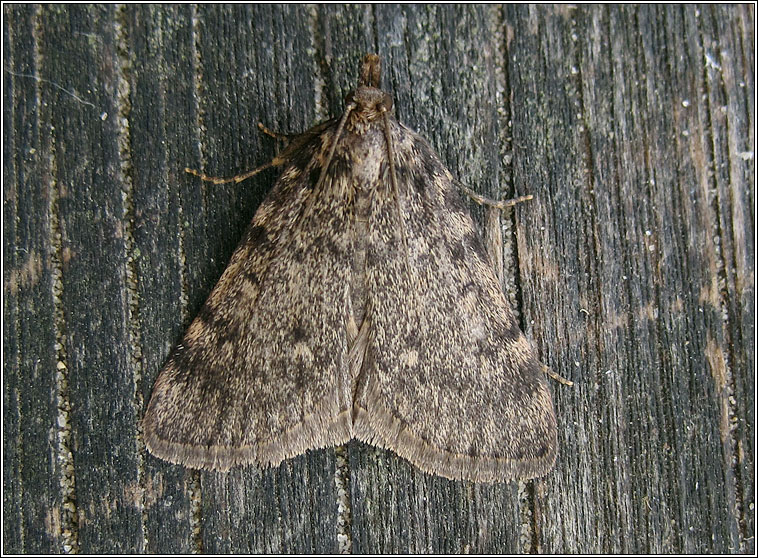 Large Tabby, Aglossa pinguinalis